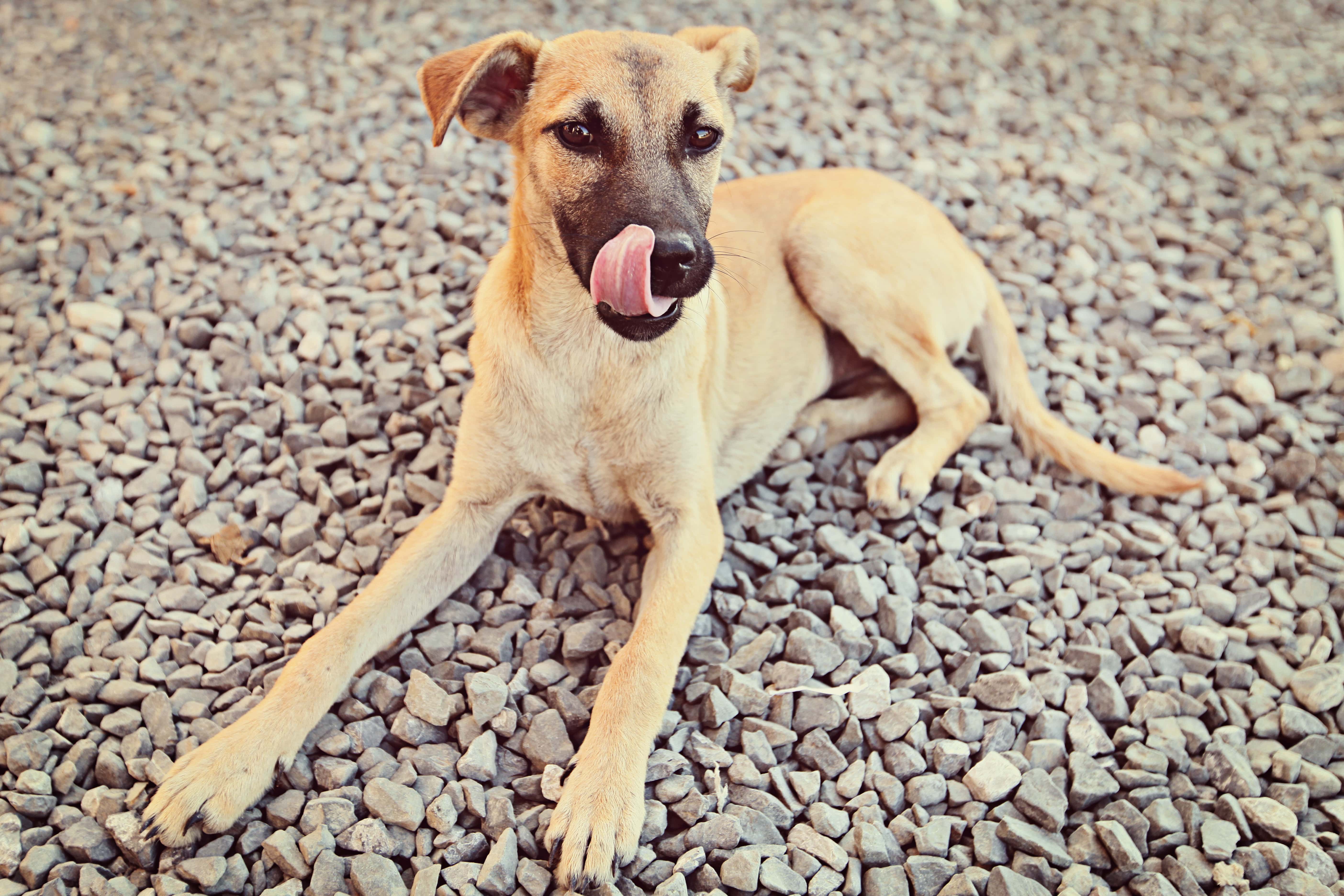 Canine Distemper Dog