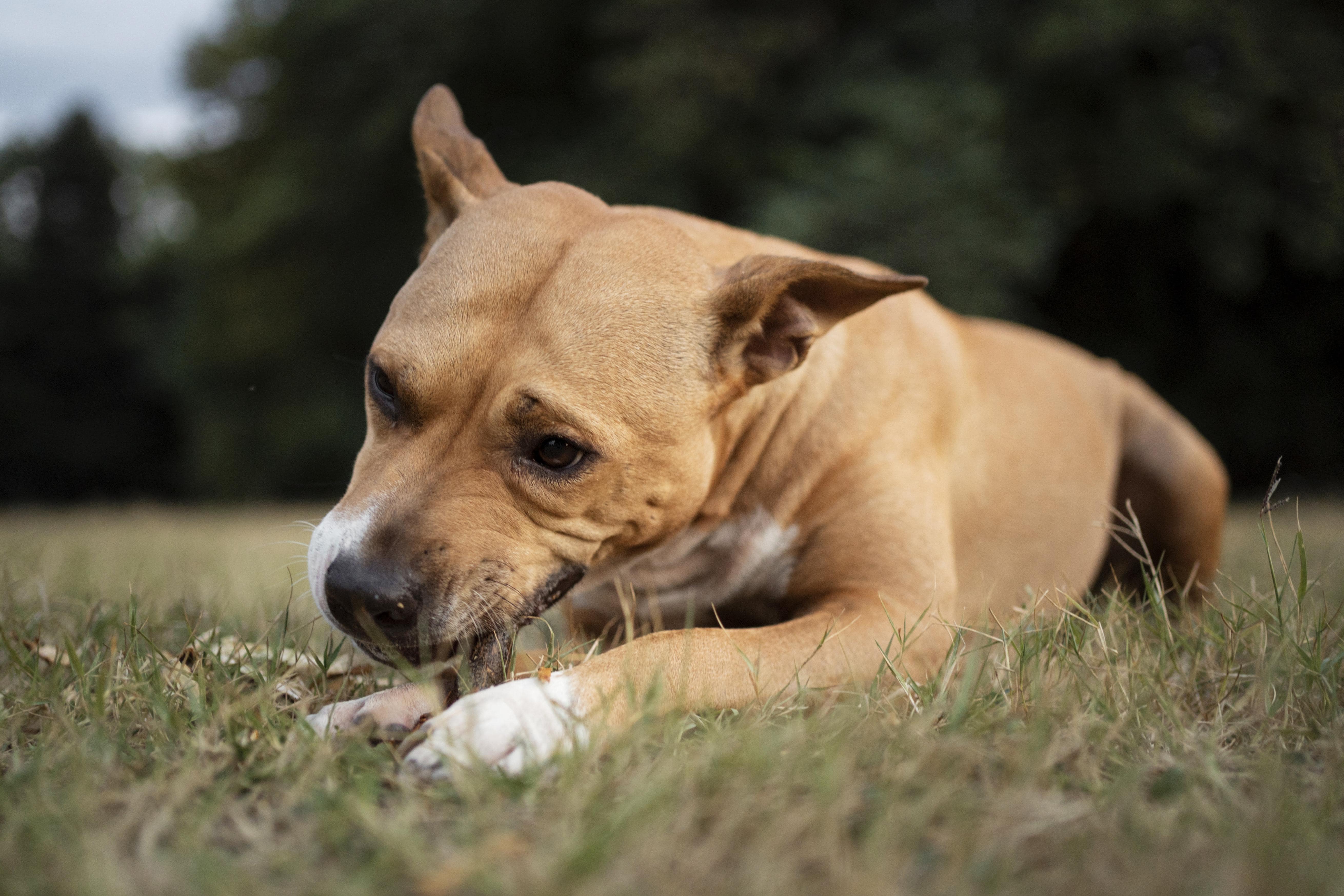 Lepto Symptoms in Dogs