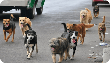 Dogs on the street