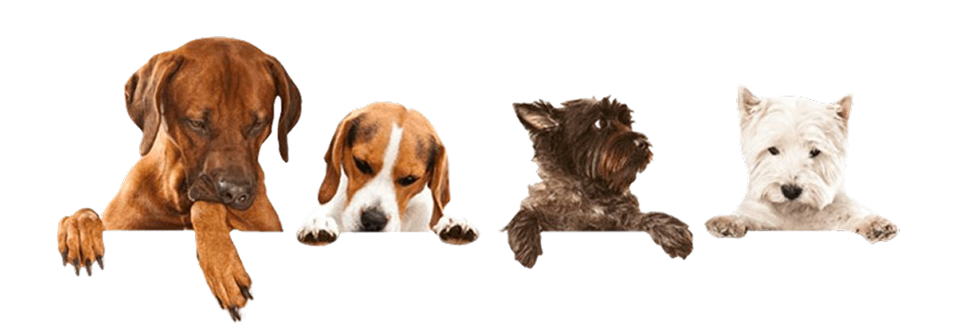 Dogs Footer