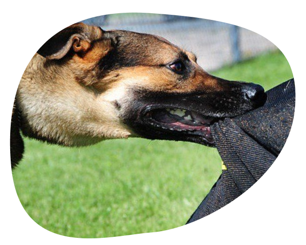 Aggressive Dog