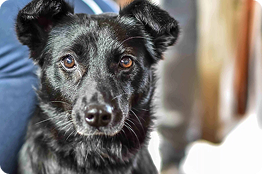 Rescue Stray