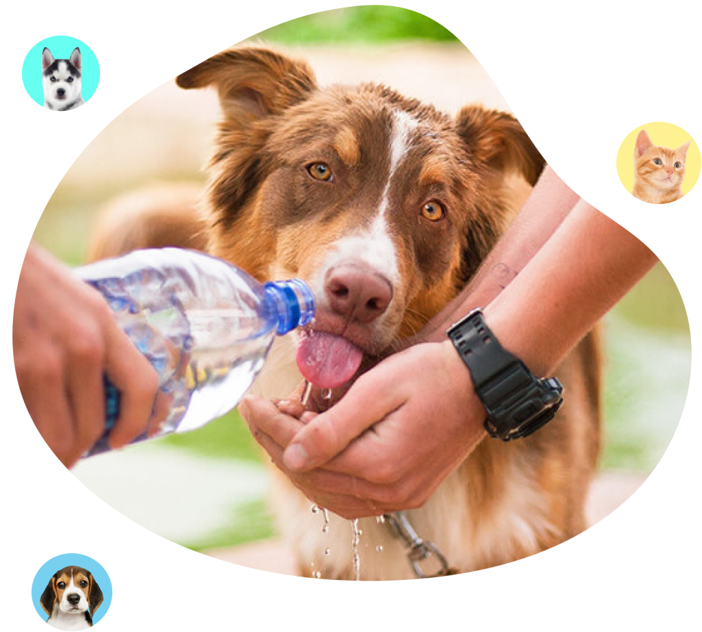 Care for Pets